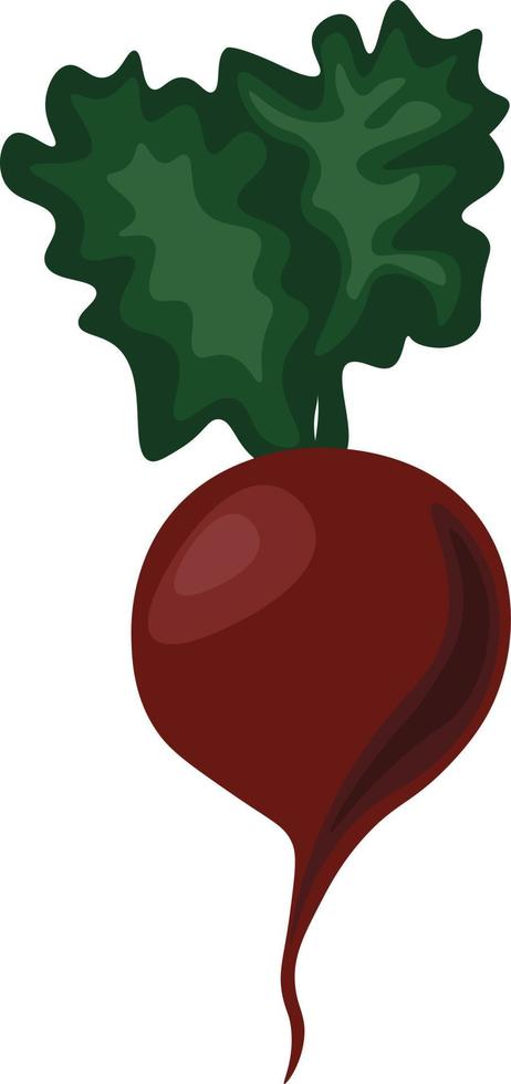 Radish, illustration, vector on white background.