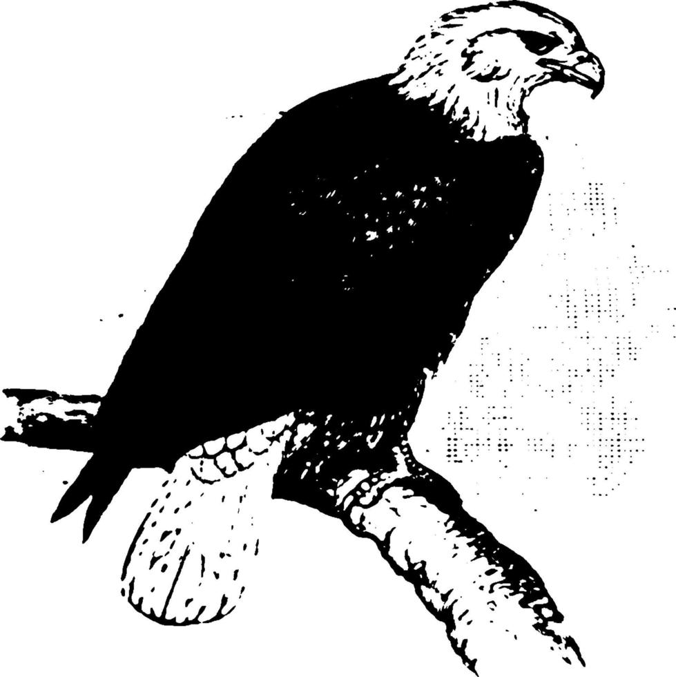 águila calva, ilustración antigua. vector