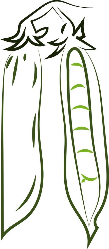 Fresh peas drawing, illustration, vector on white background.