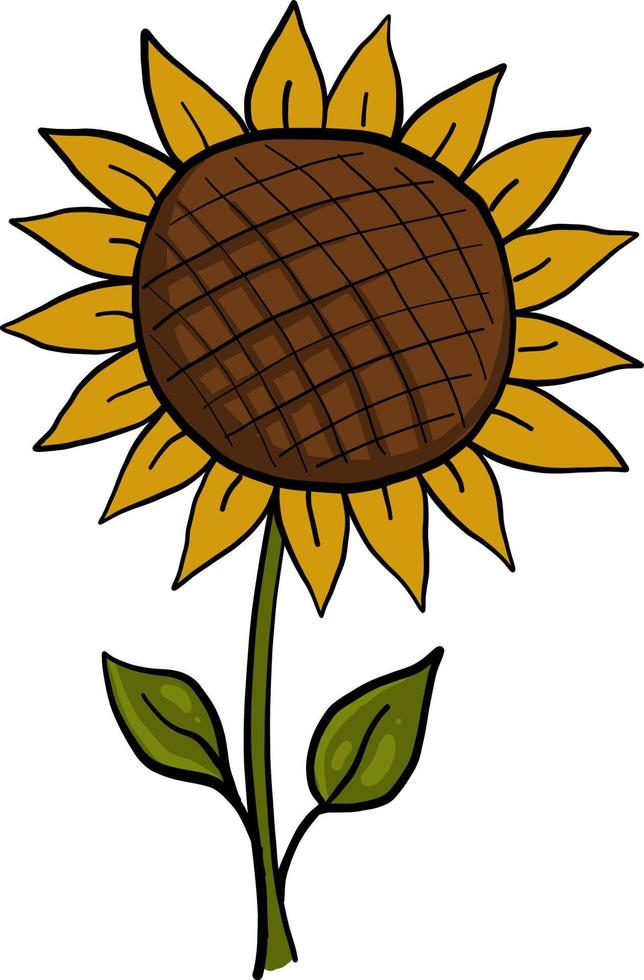 Big yellow sunflower , illustration, vector on a white background.