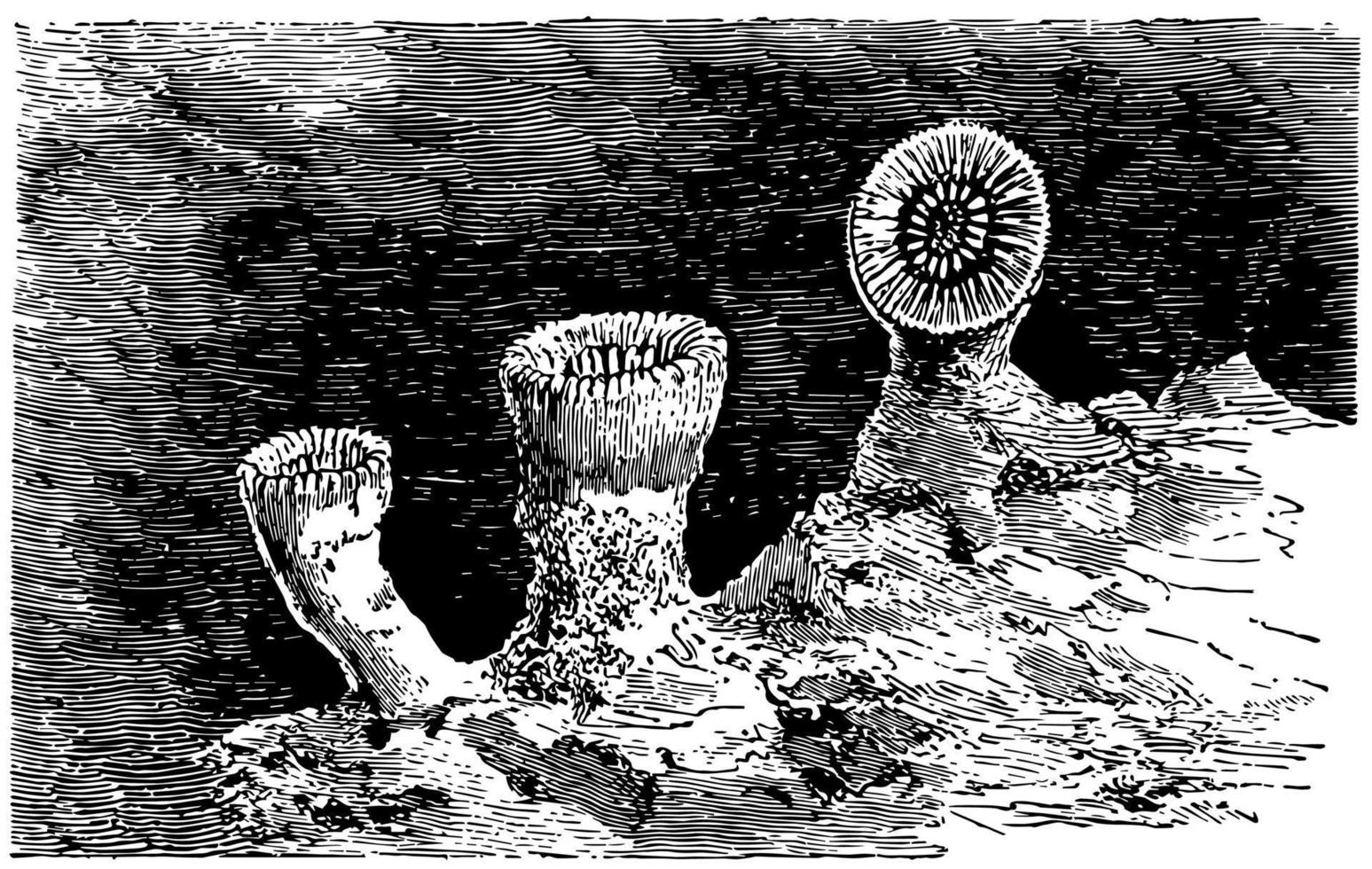 Caryophyllia Cyathus, vintage illustration. vector
