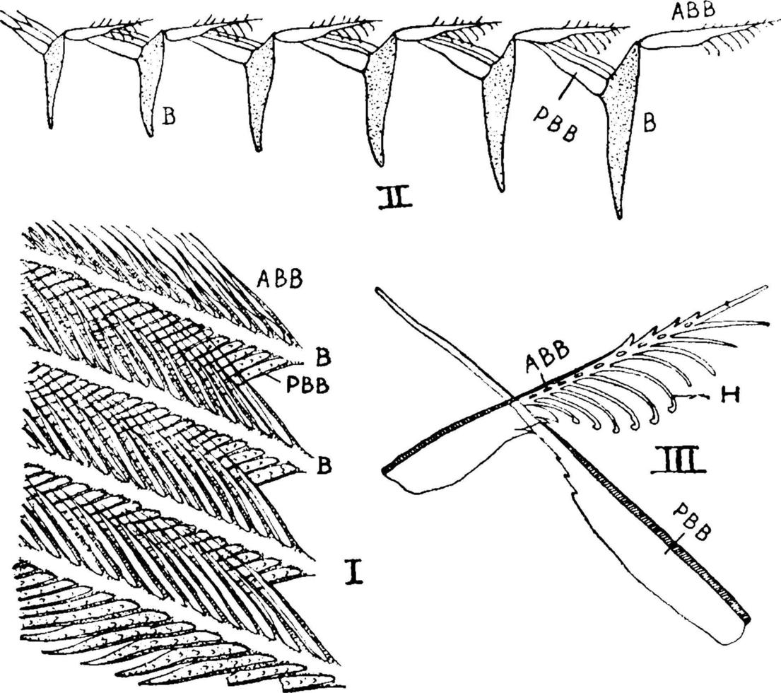 Feather Parts, vintage illustration. vector