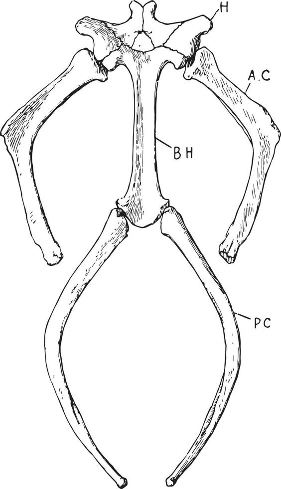 Turtle Hyoid, vintage illustration vector