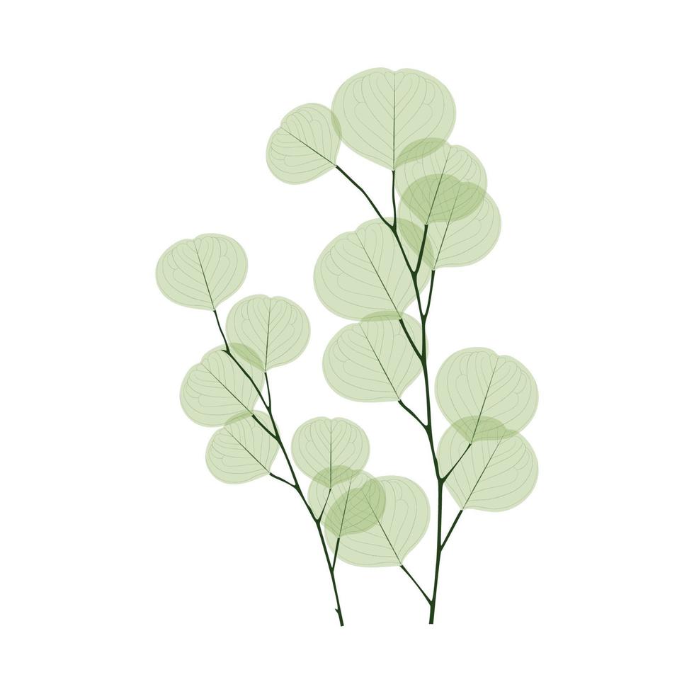 Drawing of eucalyptus vector illustration