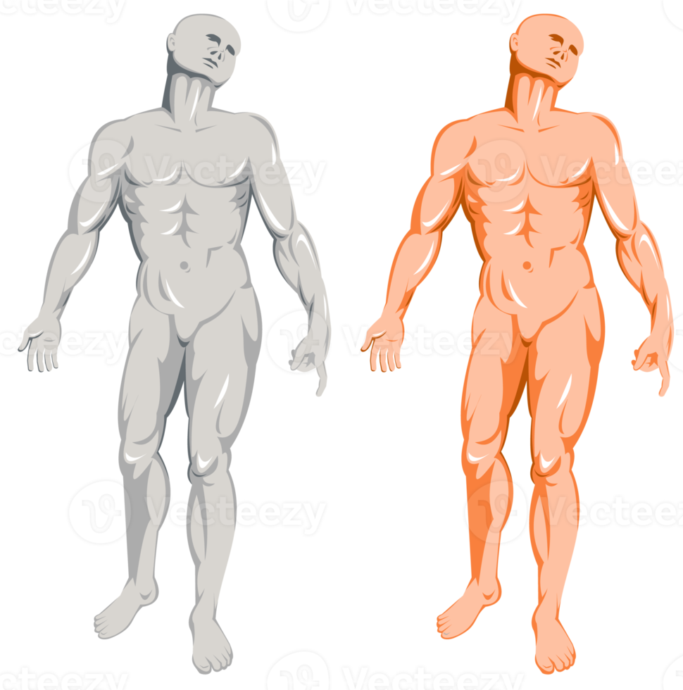 male human anatomy standing png