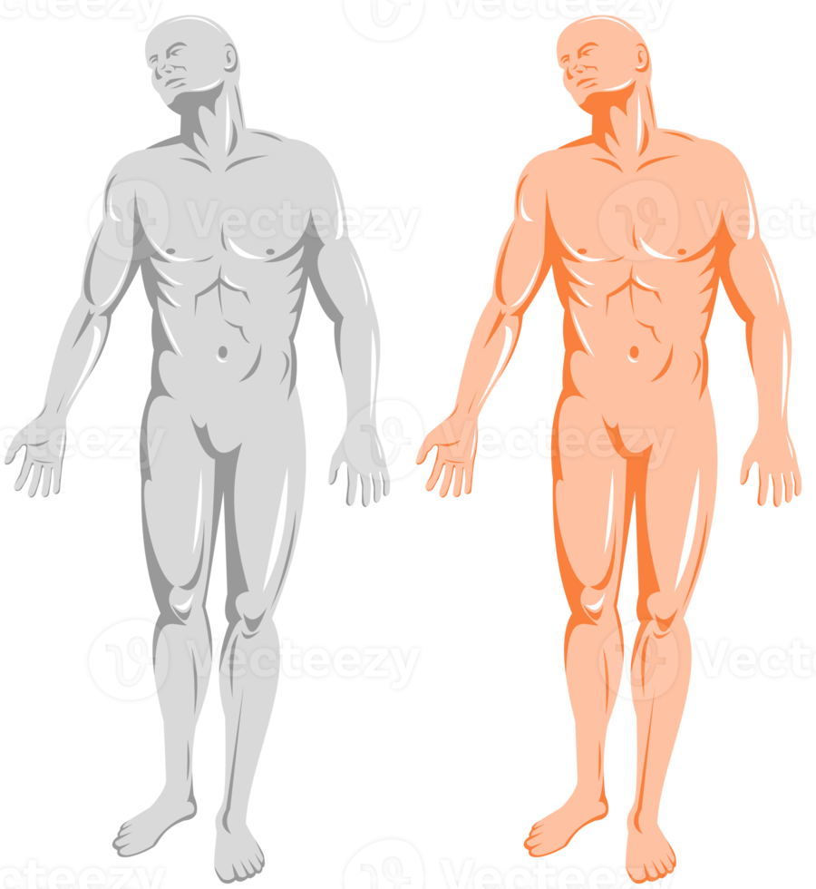 male human anatomy standing png