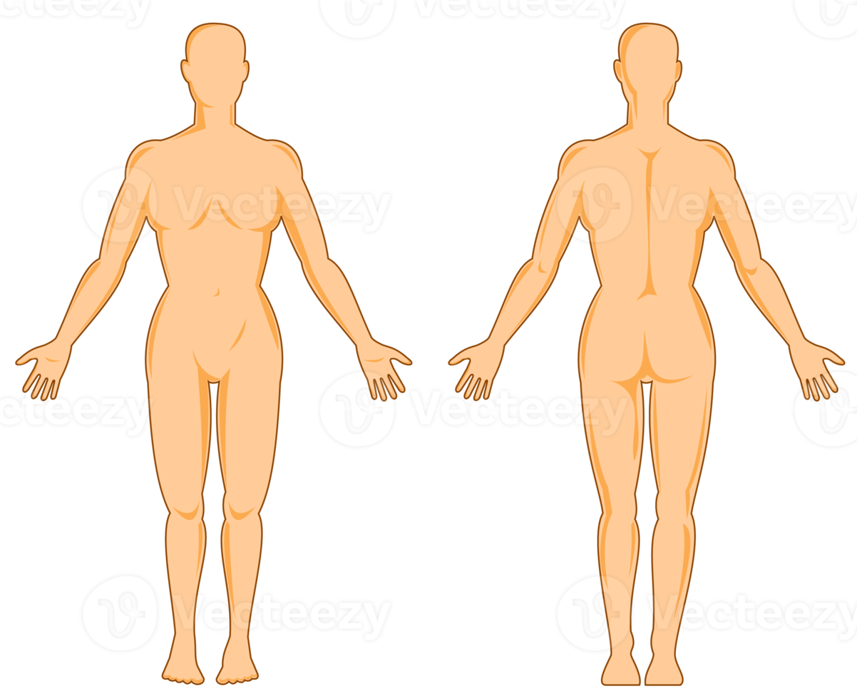 male human anatomy standing png