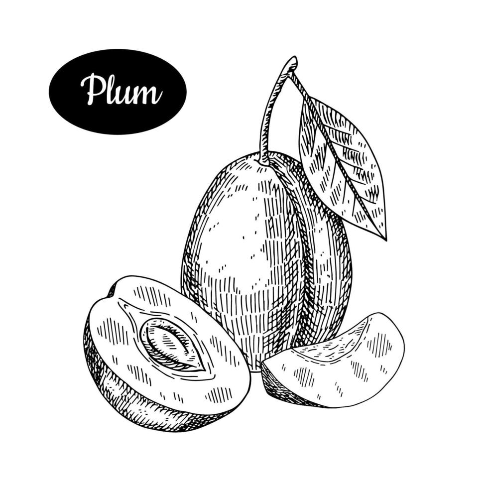 Fresh plum. Hand drawn sketch style tropical summer fruit vector illustration. Isolated drawing on white background. Vitamin and healthy fruit eco food. Farm market produce.
