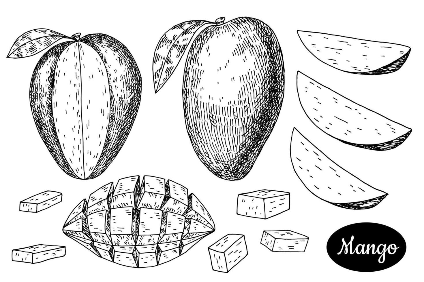 Fresh mango set . Hand drawn sketch style tropical summer fruit vector illustration. Isolated drawing on white background. Vitamin and healthy fruit eco food. Farm market produce.