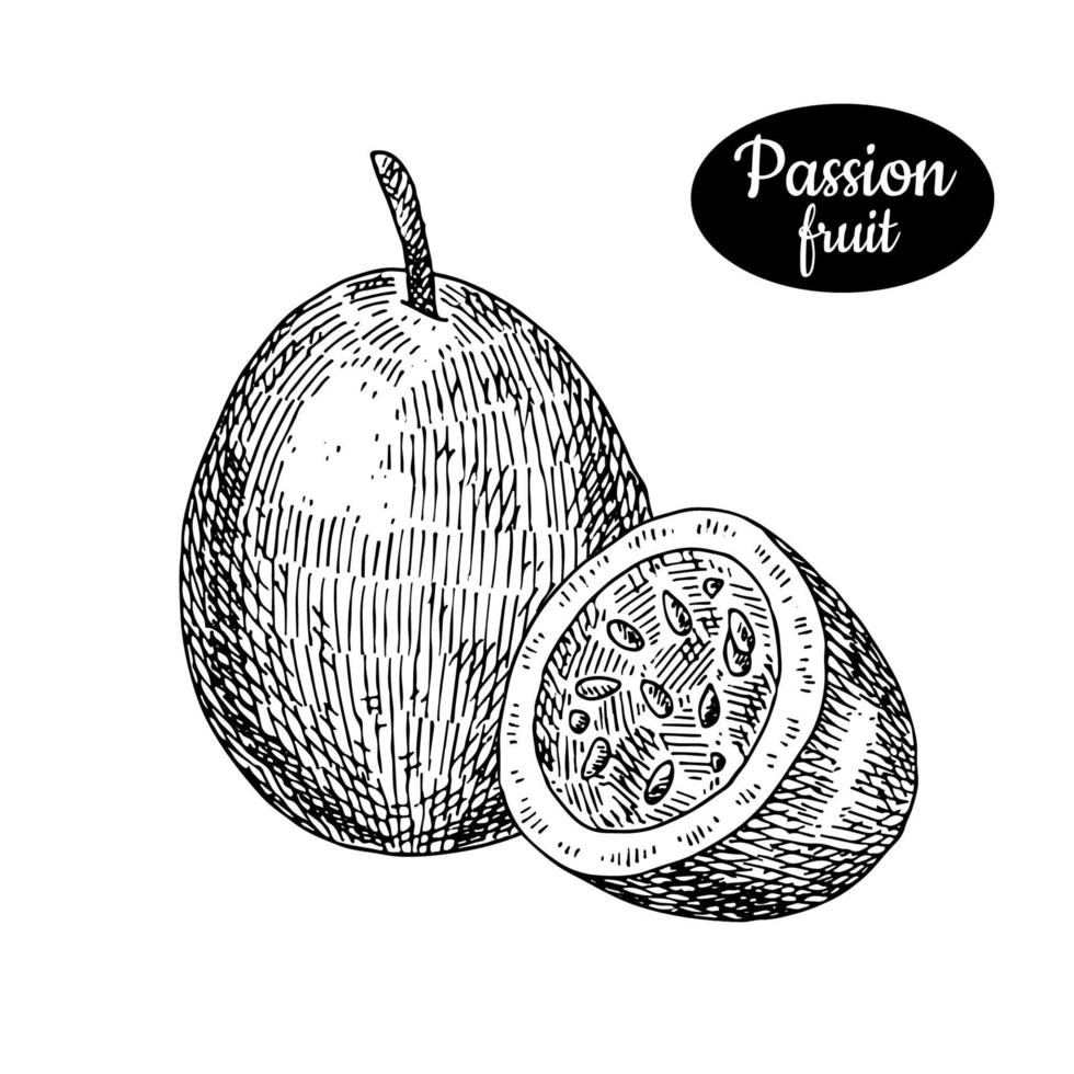 Fresh passionfruit. Hand drawn sketch style tropical summer fruit vector illustration. Isolated drawing on white background. Vitamin and healthy fruit eco food. Farm market produce.