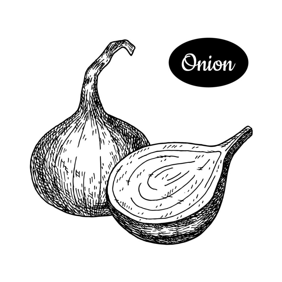 Onion. Hand drawn sketch style vector illustration. Isolated drawing on white background. Vitamin and healthy vegetable eco food. Farm market produce.