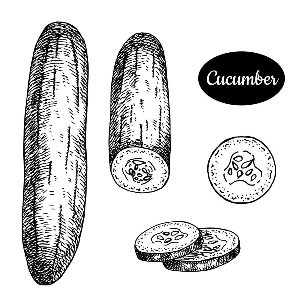 Fresh cucumber. Hand drawn sketch style vegetarian vector illustration. Isolated drawing on white background. Vitamin and healthy eco food. Farm market produce.