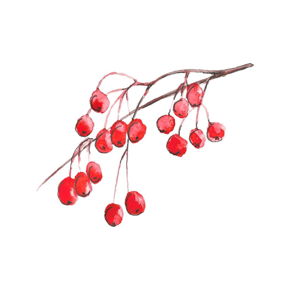 Watercolor rowanberries isolated on white background. Vector hand drawn illustration of winter berries isolated on white background.