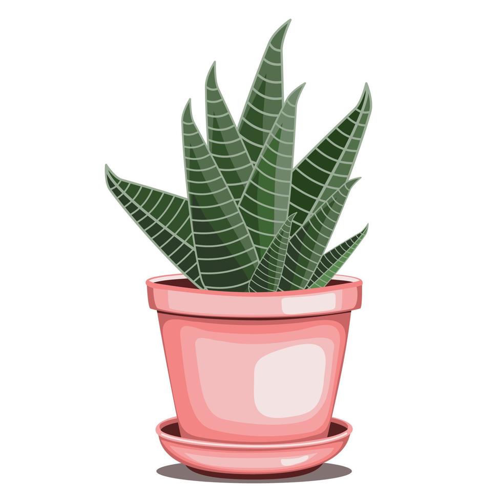 Zebra cactus houseplant in ceramic pot in flat technique vector