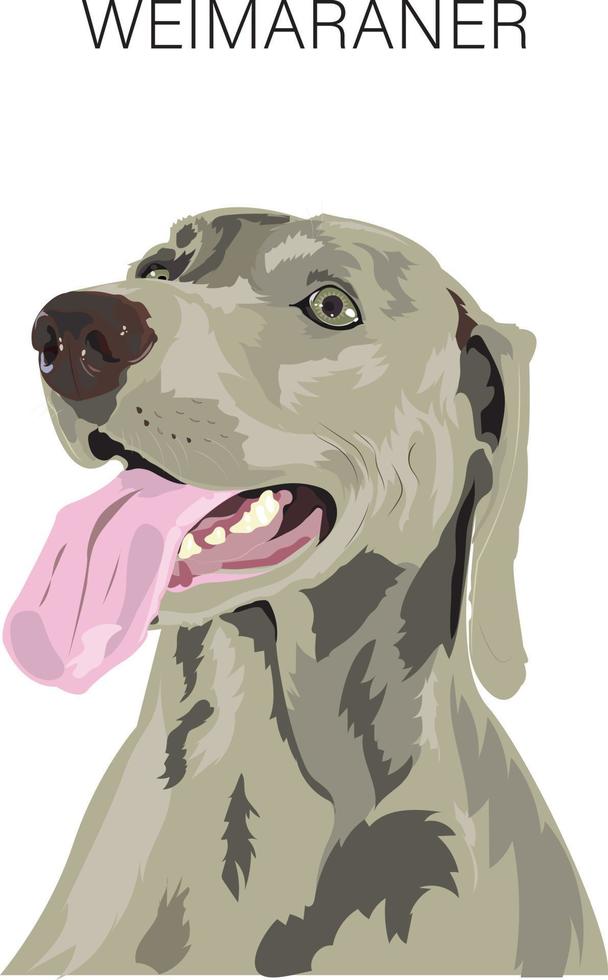 Weimaraner Dog Portrait Art vector