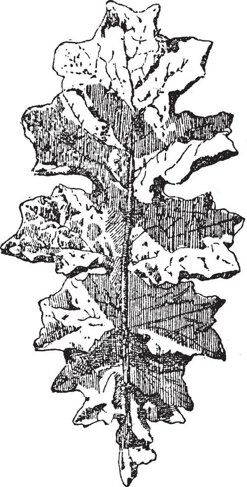 Leaf of Akanthos Mollis have single big leave pattern in this design, vintage engraving. vector