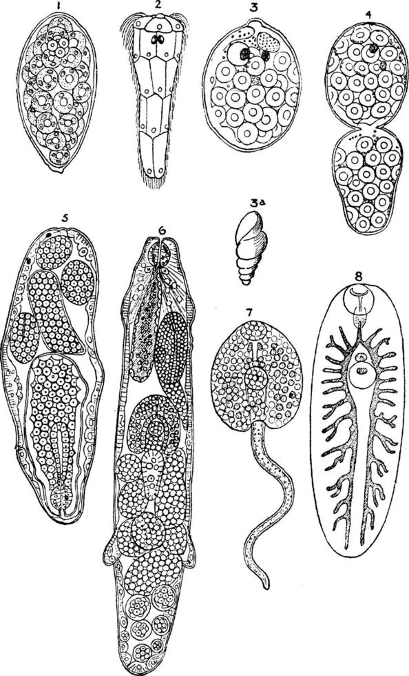 Liver Fluke Stages, vintage illustration. vector