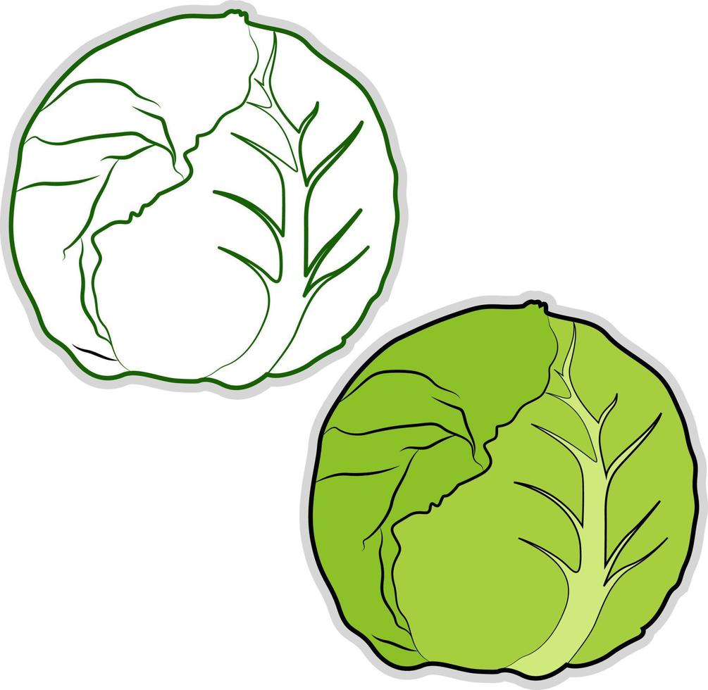 Fresh cabbage, illustration, vector on white background.