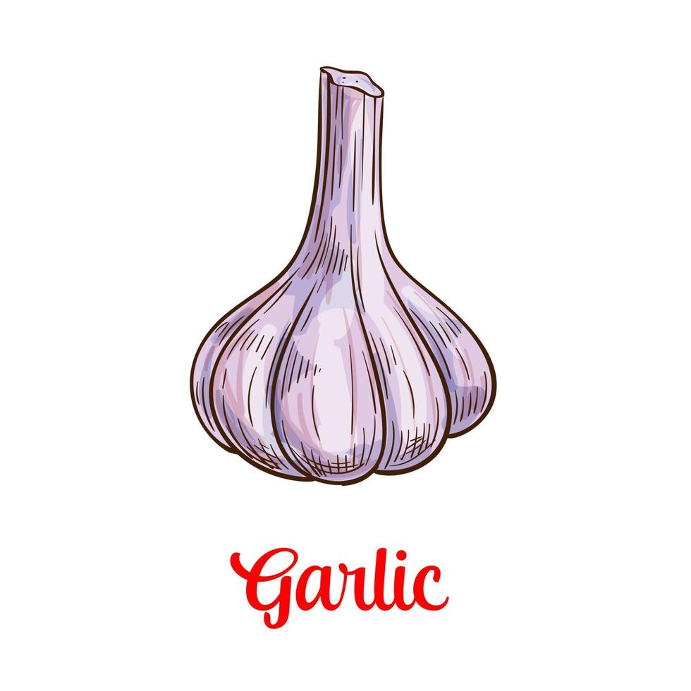 Garlic vegetable sketch for spice and food design vector