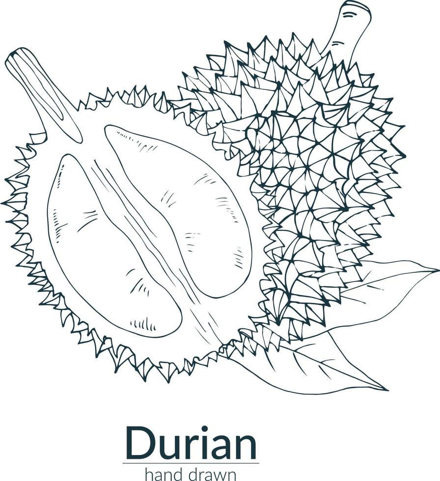 durian entero y cortado, color monocromo. ilustración vectorial dibujada a mano. tarjeta, cartel, plantilla. vector