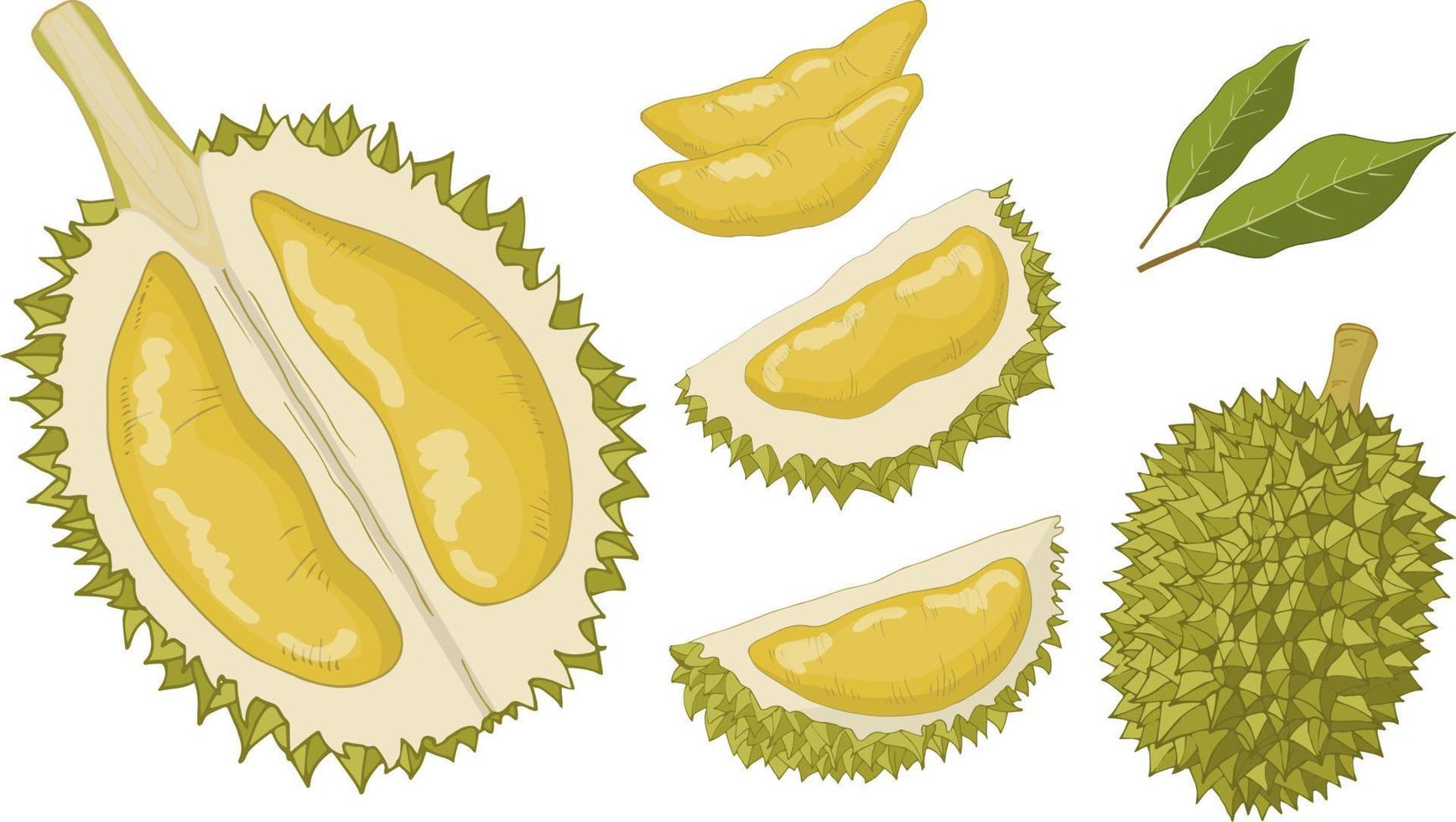Durian set, whole, half, pulp, slices. Hand-drawn vector illustration.
