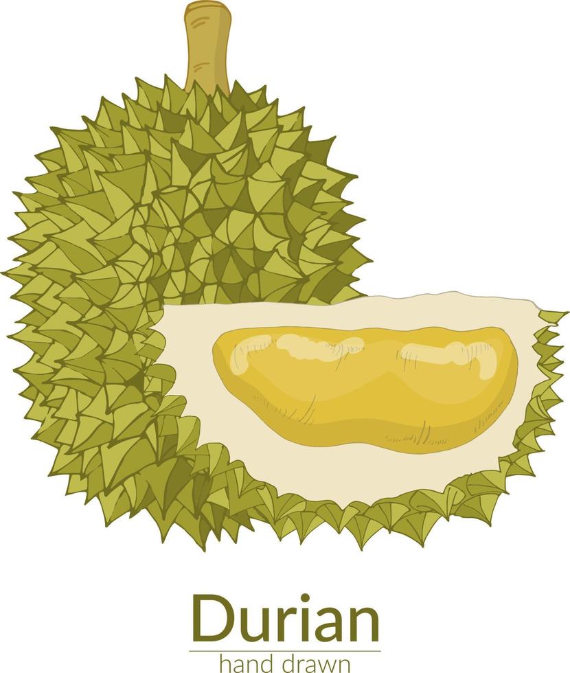 Durian whole and cut off. Vector hand drawn illustration