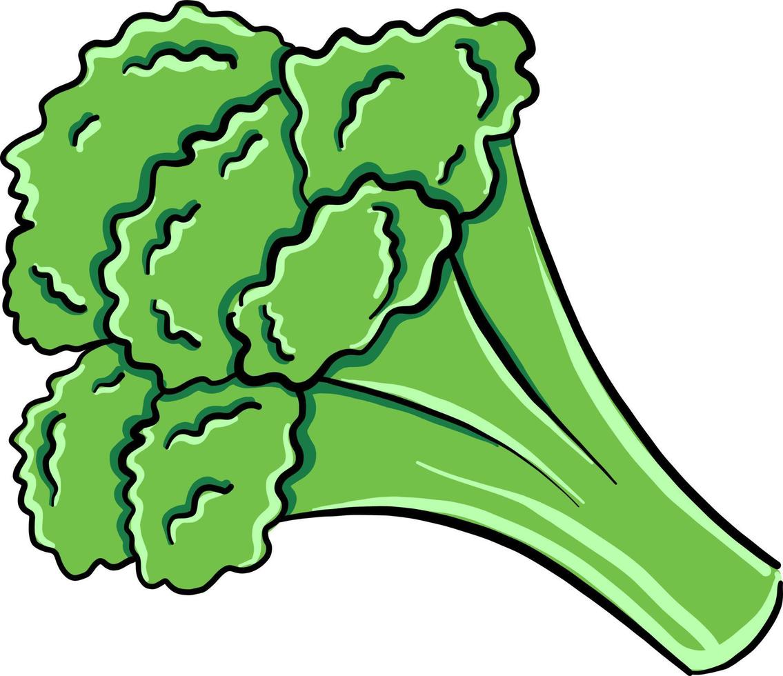 Fresh broccoli, illustration, vector on white background