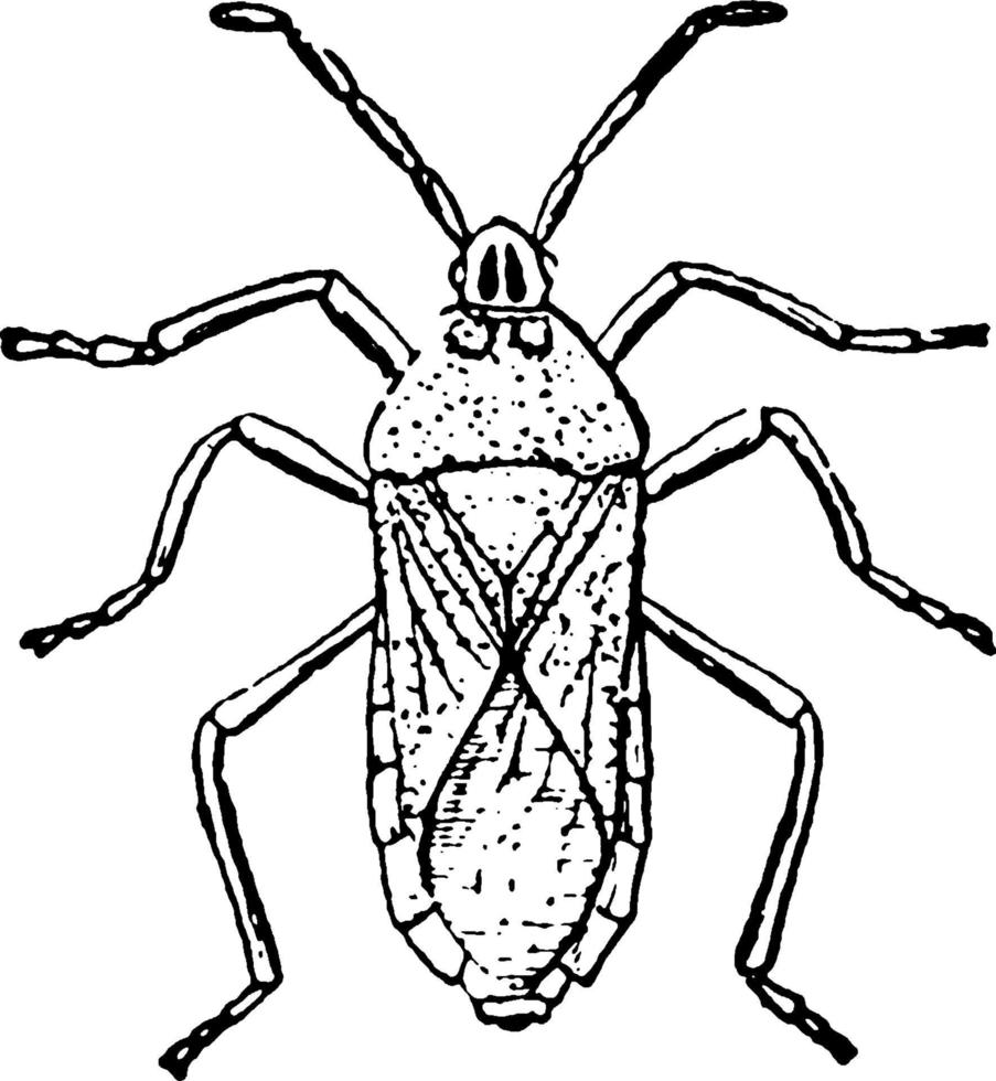 Stink Bug, vintage illustration. vector