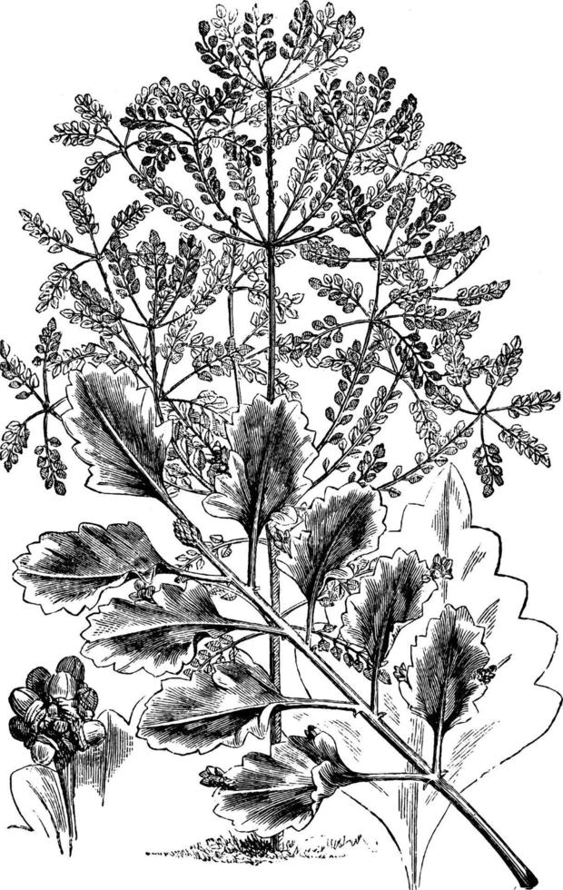 Phyllocladus Glauca vintage illustration. vector