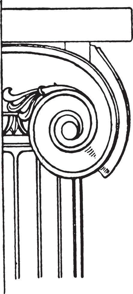 capital iónico, curvas espirales, grabado antiguo. vector