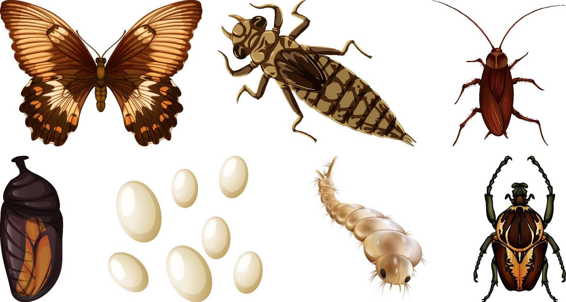 Collection of different insects vector