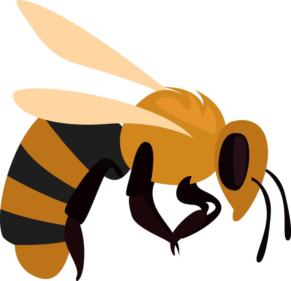 abeja salvaje, ilustración, vector sobre fondo blanco