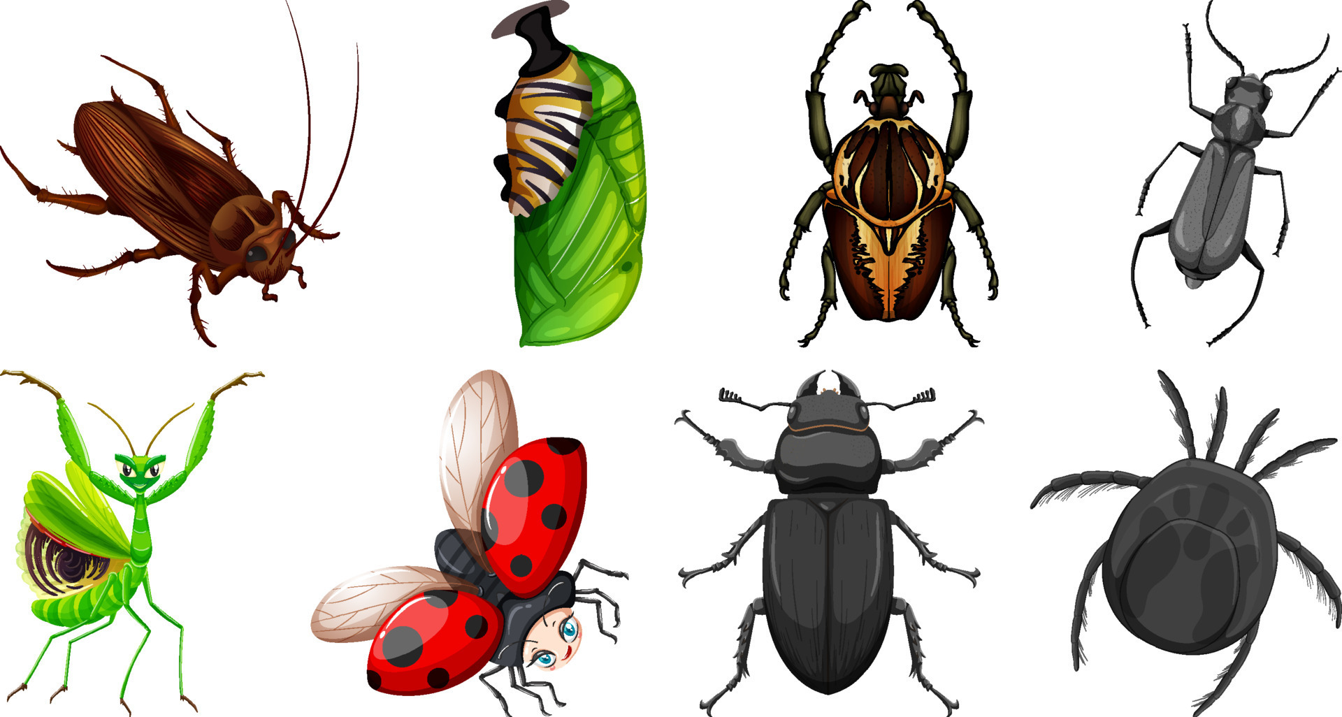 set-of-different-kinds-of-insects-13763769-vector-art-at-vecteezy