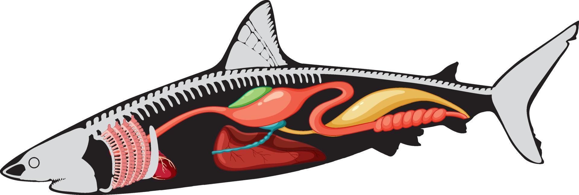 Internal anatomy of shark vector