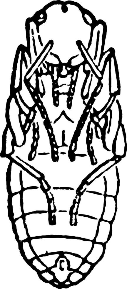 Bottom of Red Wood Ant Pupae vintage illustration. vector