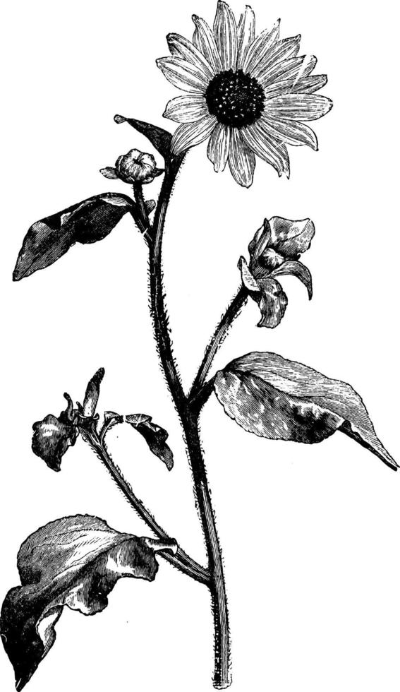 rama floreciente de un girasol helianthus argophyllus ilustración vintage. vector