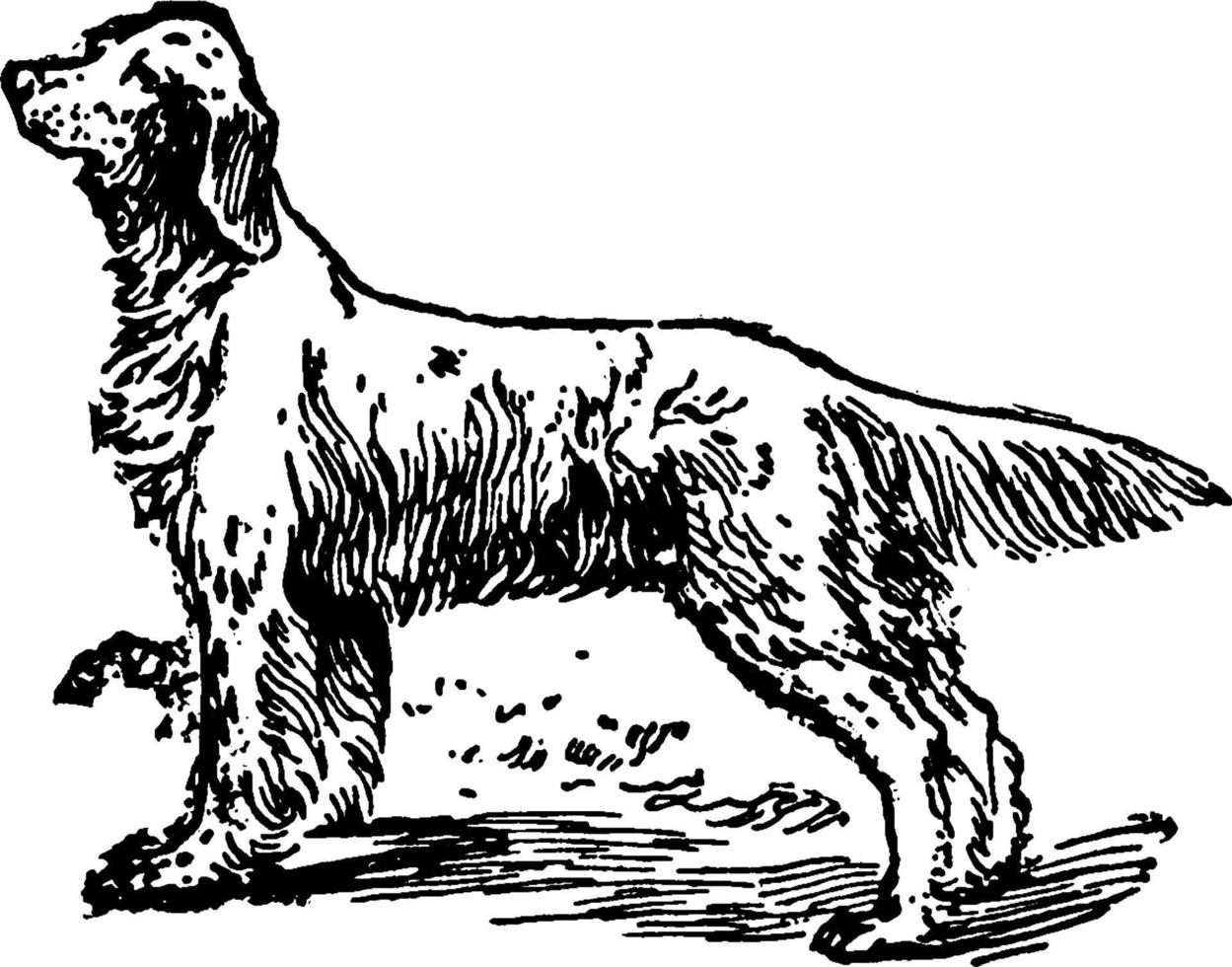 Setter, vintage illustration. vector