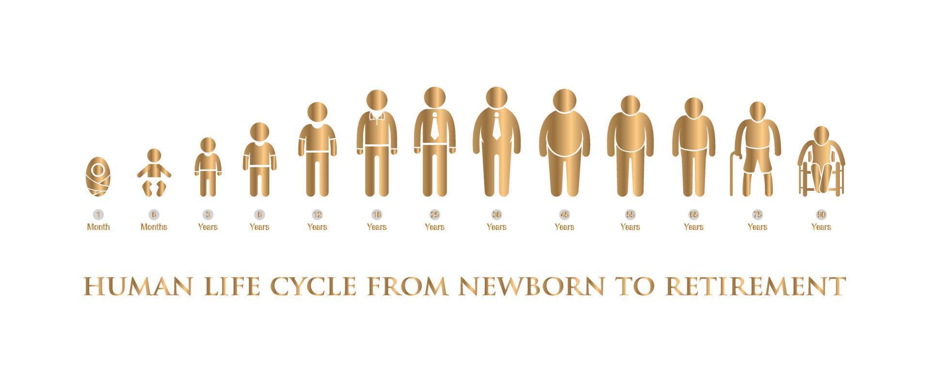 gold vector human life cycle from newborn to retirement on a white background