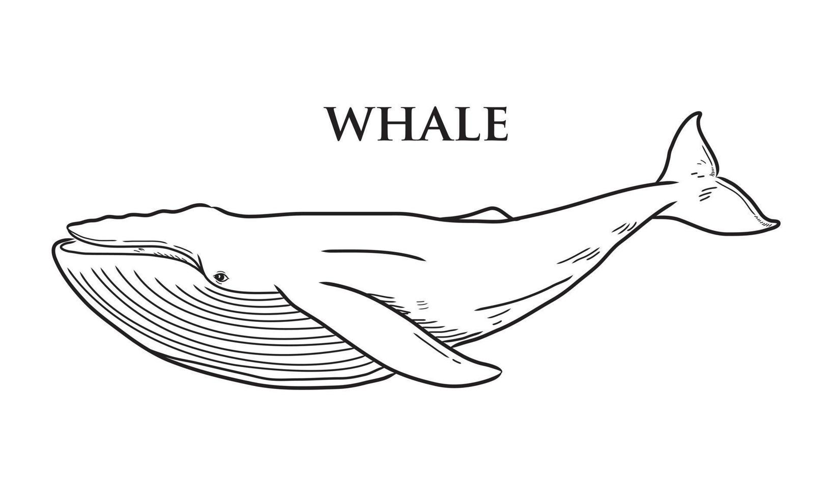 vector drawing of a black whale on a white background