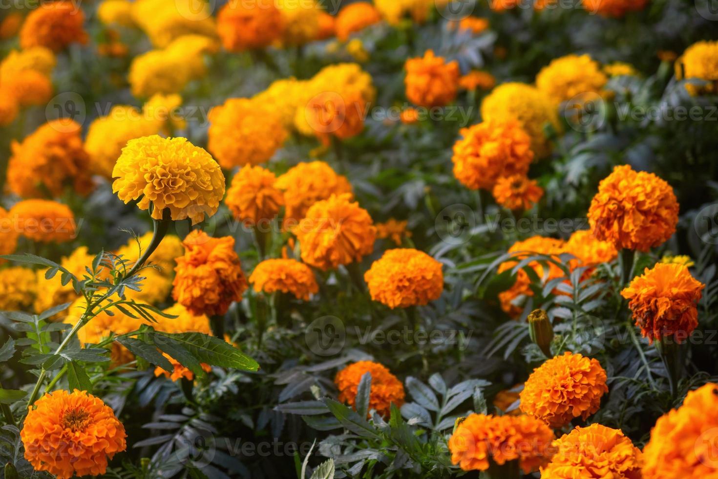Background texture for day of the dead in mexico with cempasuchil flowers  Damasquina Tagetes erecta 13764400 Stock Photo at Vecteezy