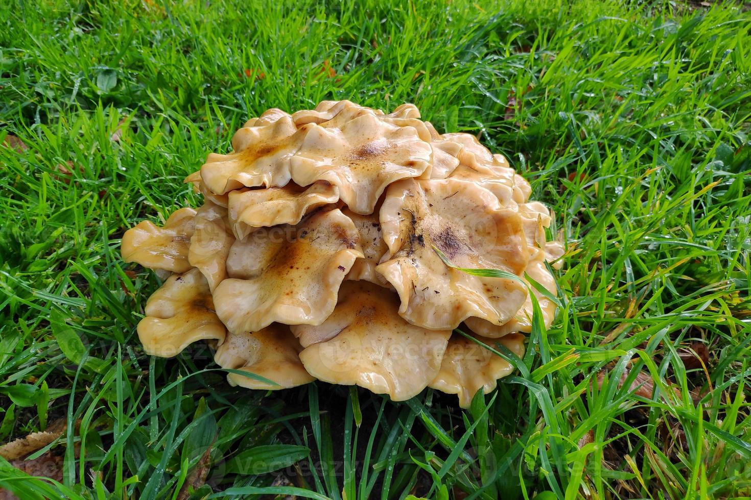 Group of Armillaria mellea photo