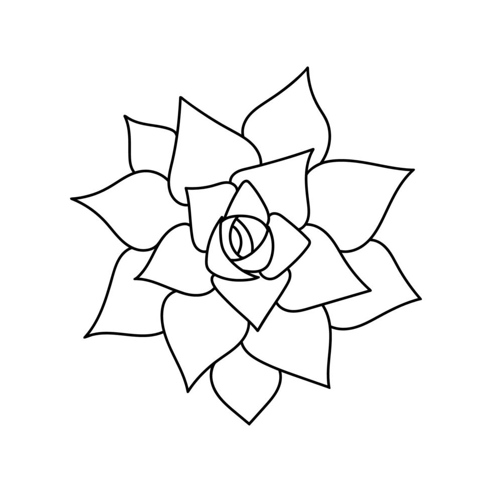 Succulent echeveria in doodle style, vector illustration. Desert flower hand drawn for print and design. Isolated element on a white background. Home plant outline, side view