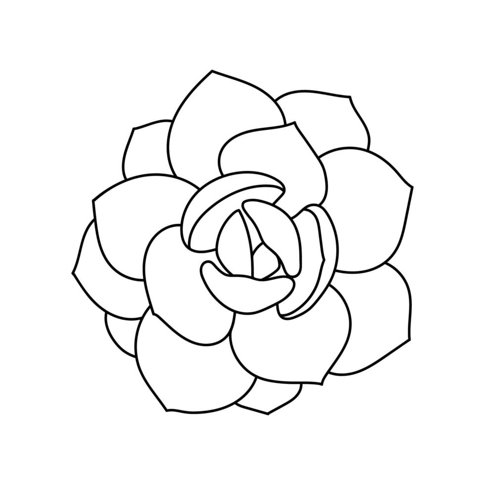 Succulent echeveria in doodle style, vector illustration. Desert flower hand drawn for print and design. Isolated element on a white background. Home plant outline, side view