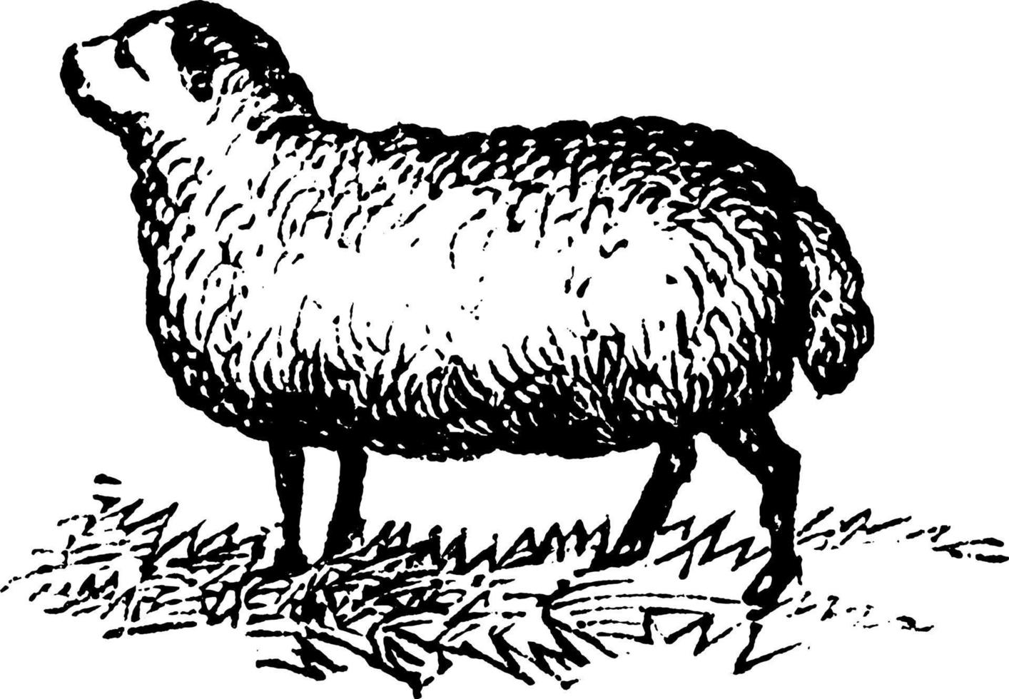 Sheep, Ewe, vintage illustration. vector