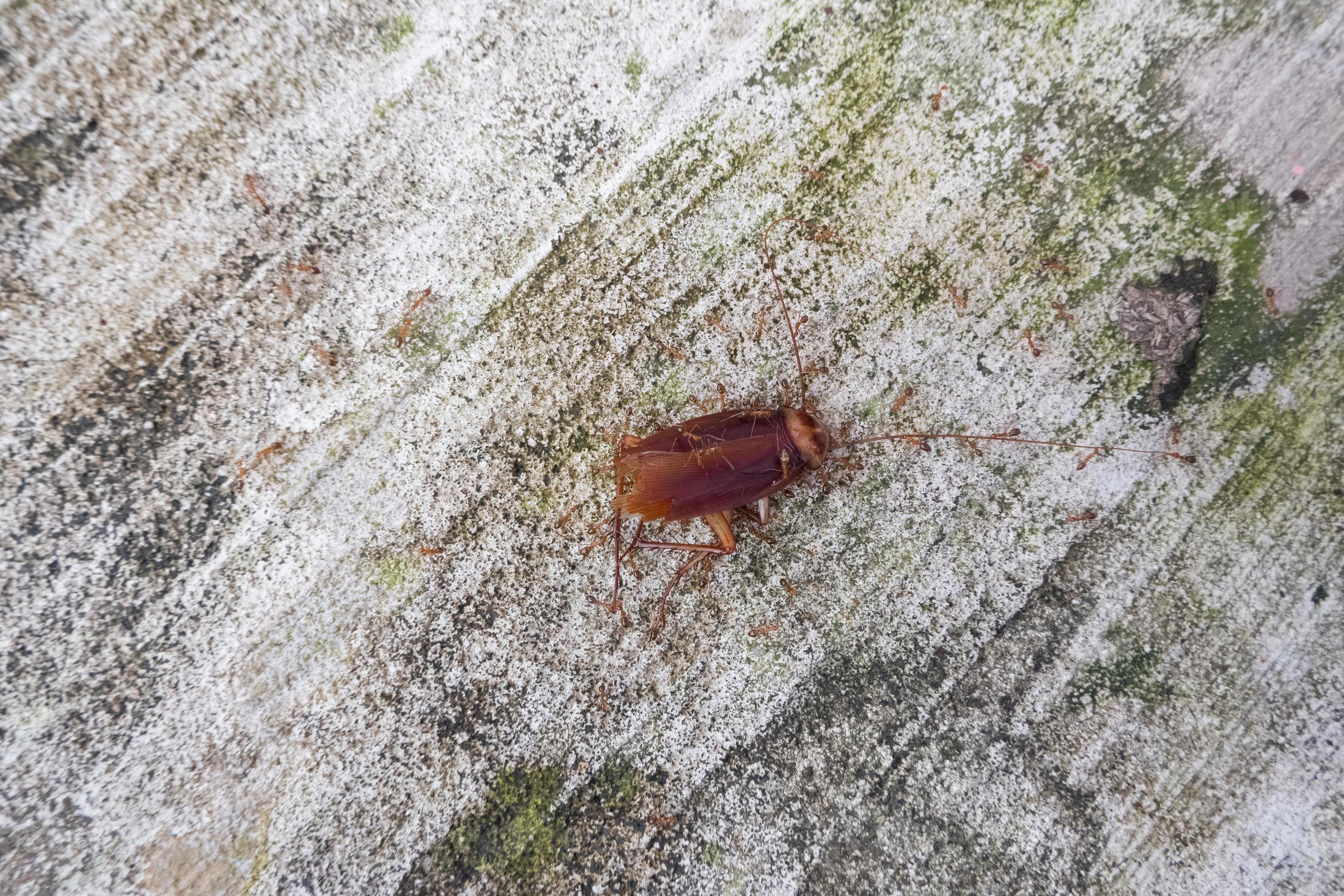 The cockroach on the concrete floor died from insect venom and was