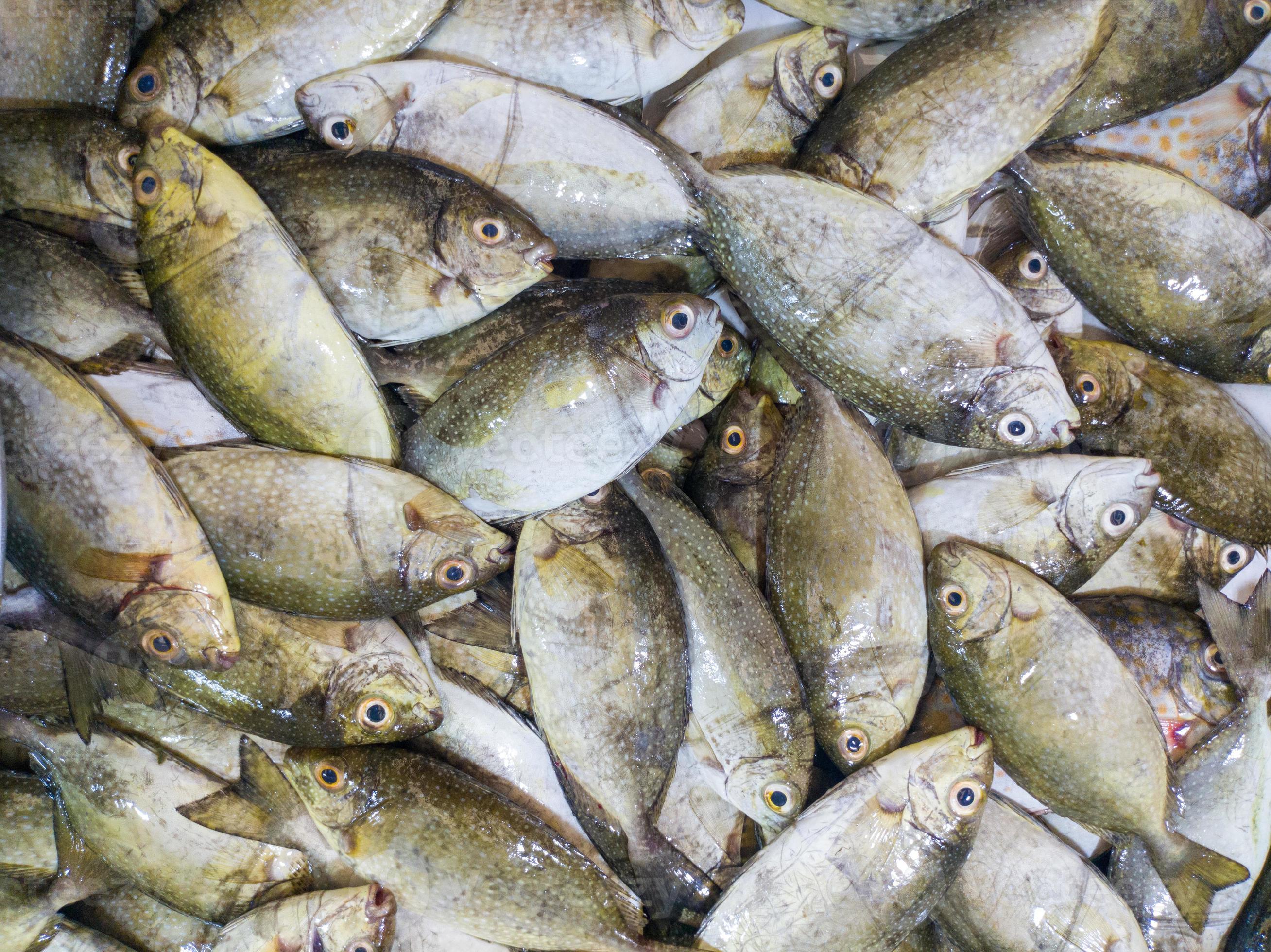 Fine spotted rabbitfish or spinefoot in Indonesian is called Bawis