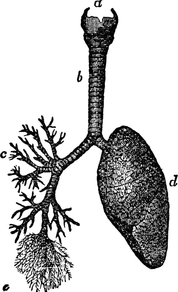 Structure Of Lung, vintage illustration. vector