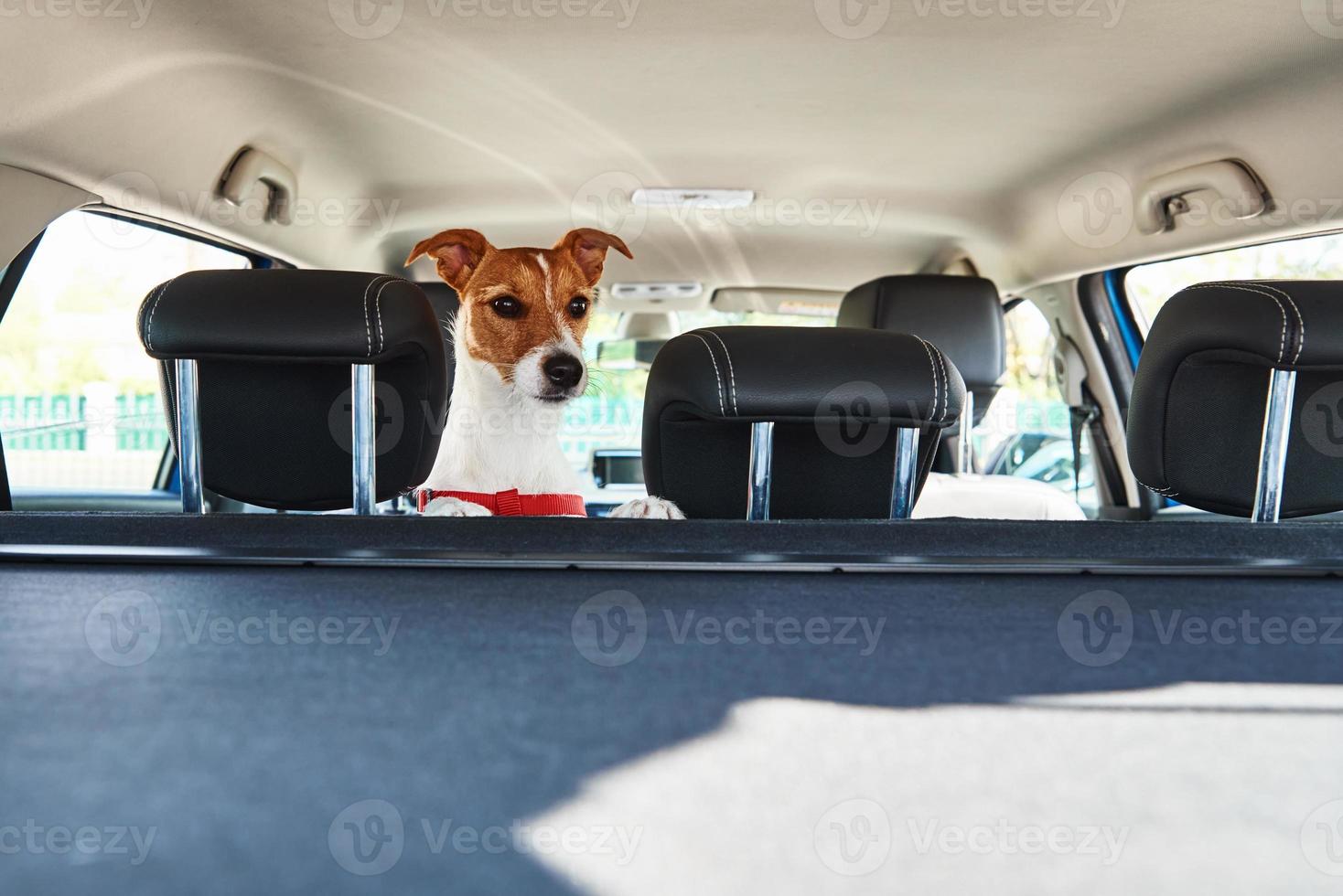 Jack Russell terrier dog looking out of car seat photo