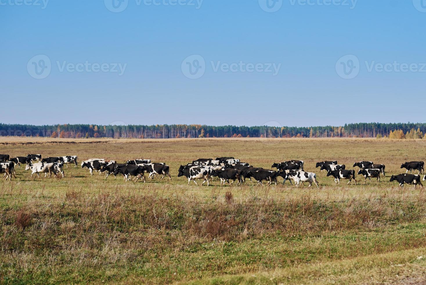 Herd of cows grazing at green field in a summer day photo