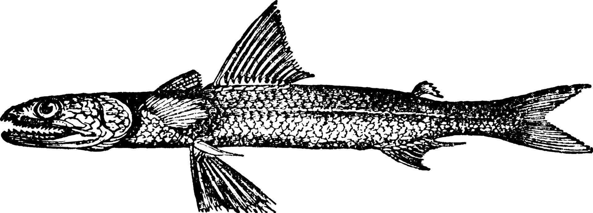 Saurus Undosquamis, vintage illustration. 13765109 Vector Art at Vecteezy